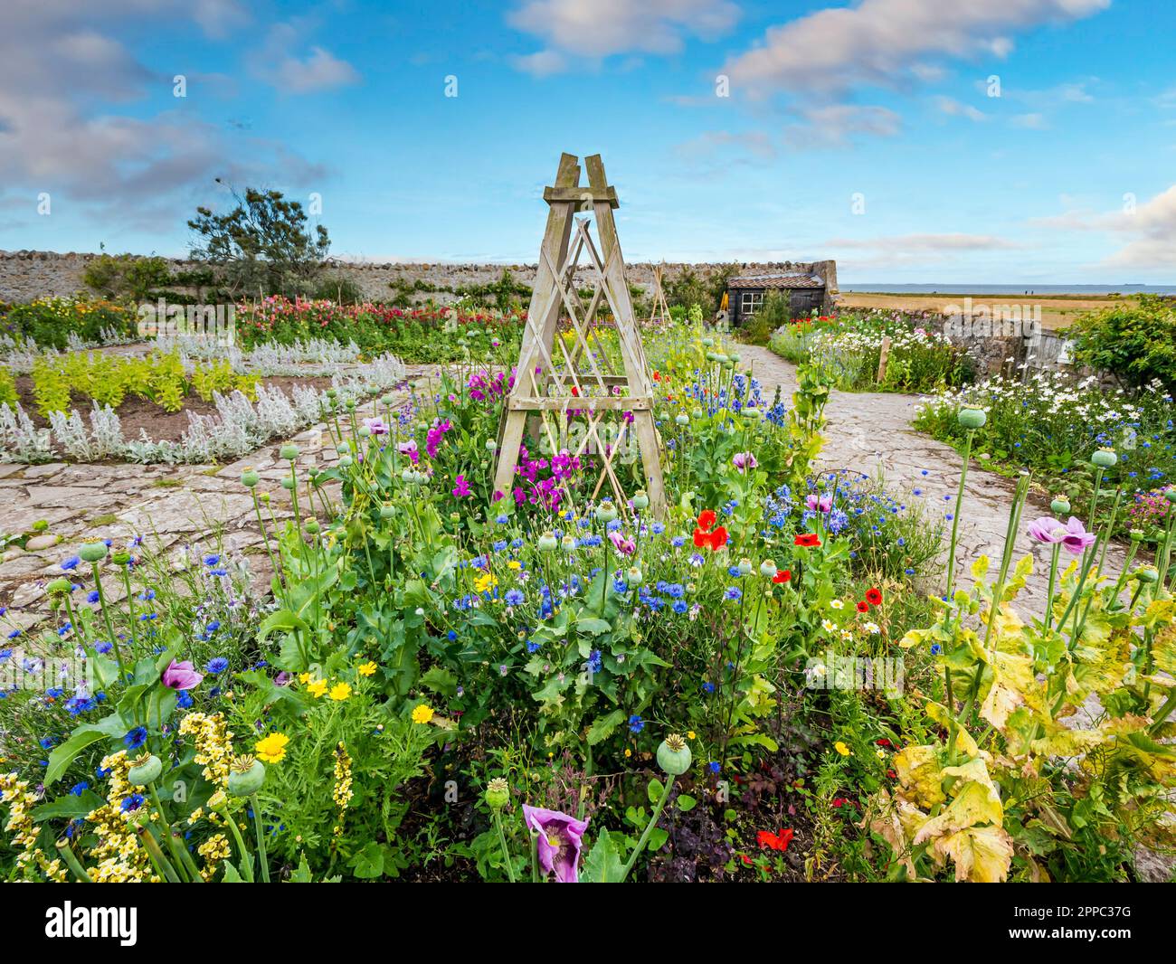 Flowers in Gertrude Jekyll's flower garden with sweet peas, cornflowers, and poppies, Holy Island of Lindisfarne, Northumberland, England, UK Stock Photo