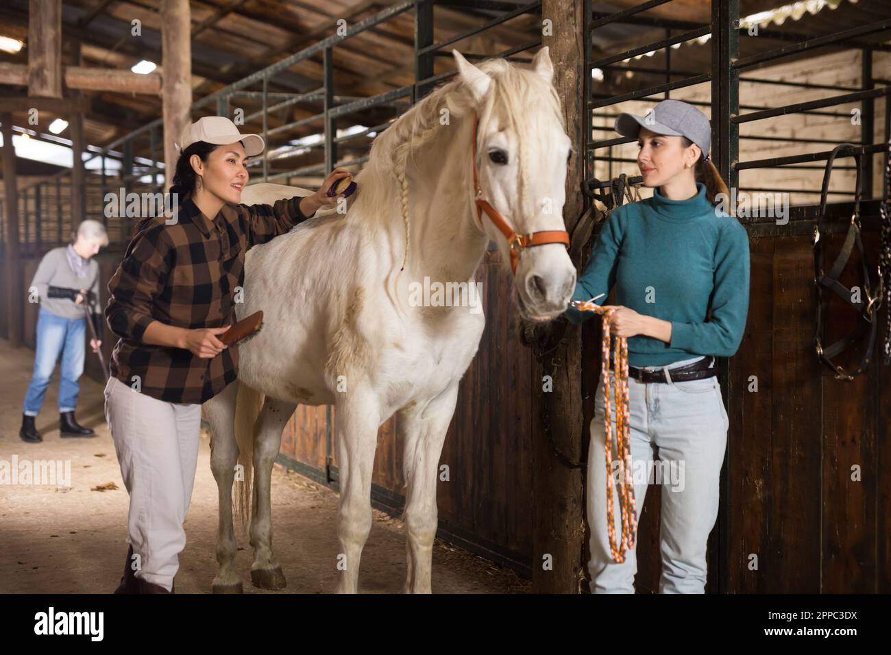 Female workers brushing after riding white racehorse in stable Stock ...