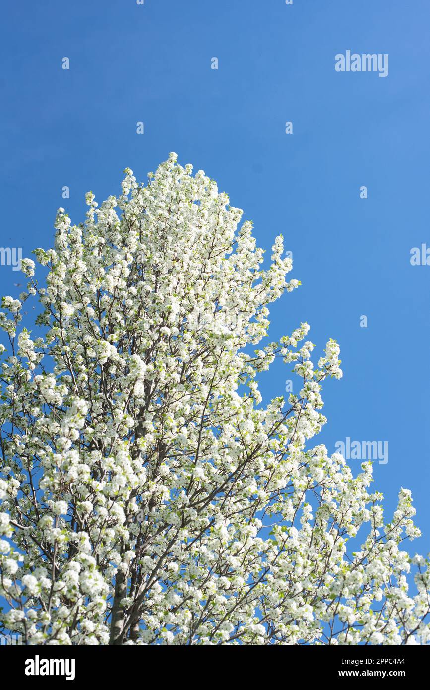 Spring White Ba White Flowering Trees In Spring