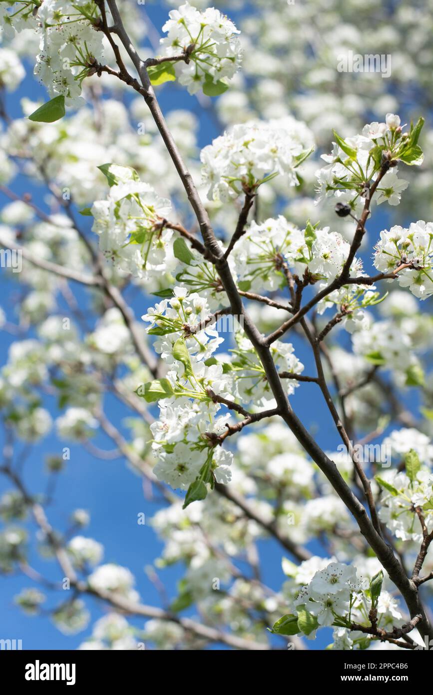 White blossoms fill a tree in spring in Pennsylvania, United States