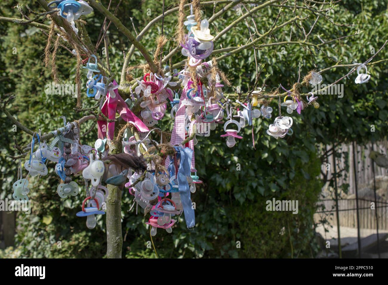 Pacifiers are hanging on the tree. Stock Photo