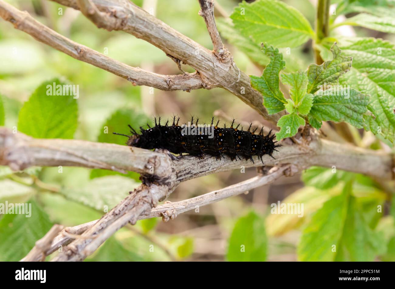 Caterpillar On Plant Branch Stock Photo