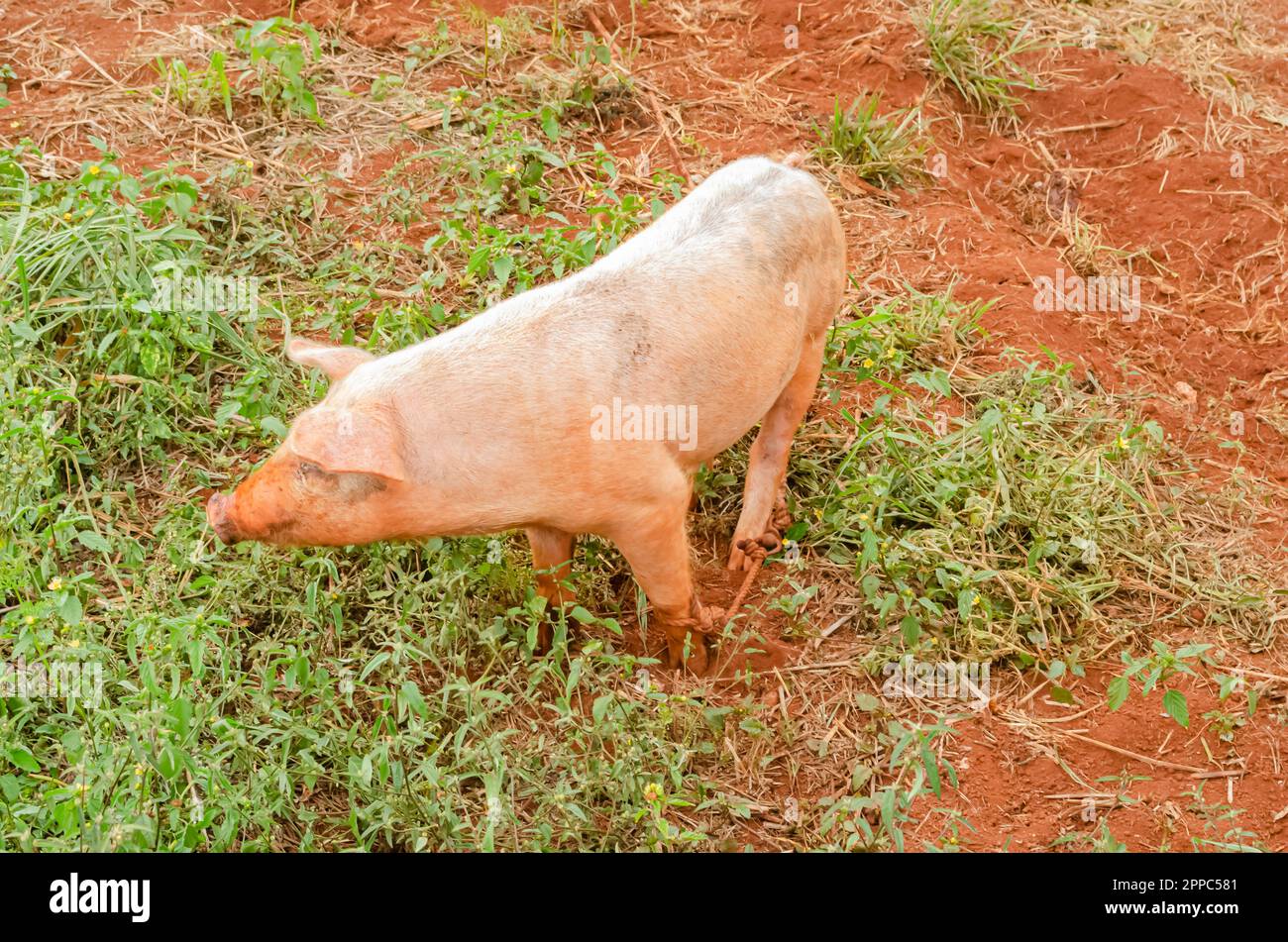 Tied Boar Pig Stock Photo