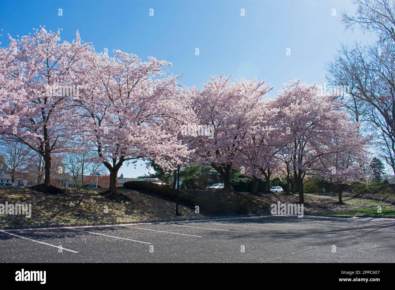 Cherry blossom trees with light pink flowers line the border between a