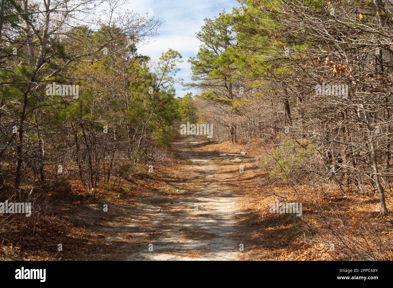 Fire access road through scrub oak and pine in Cape Cod, Massachusetts