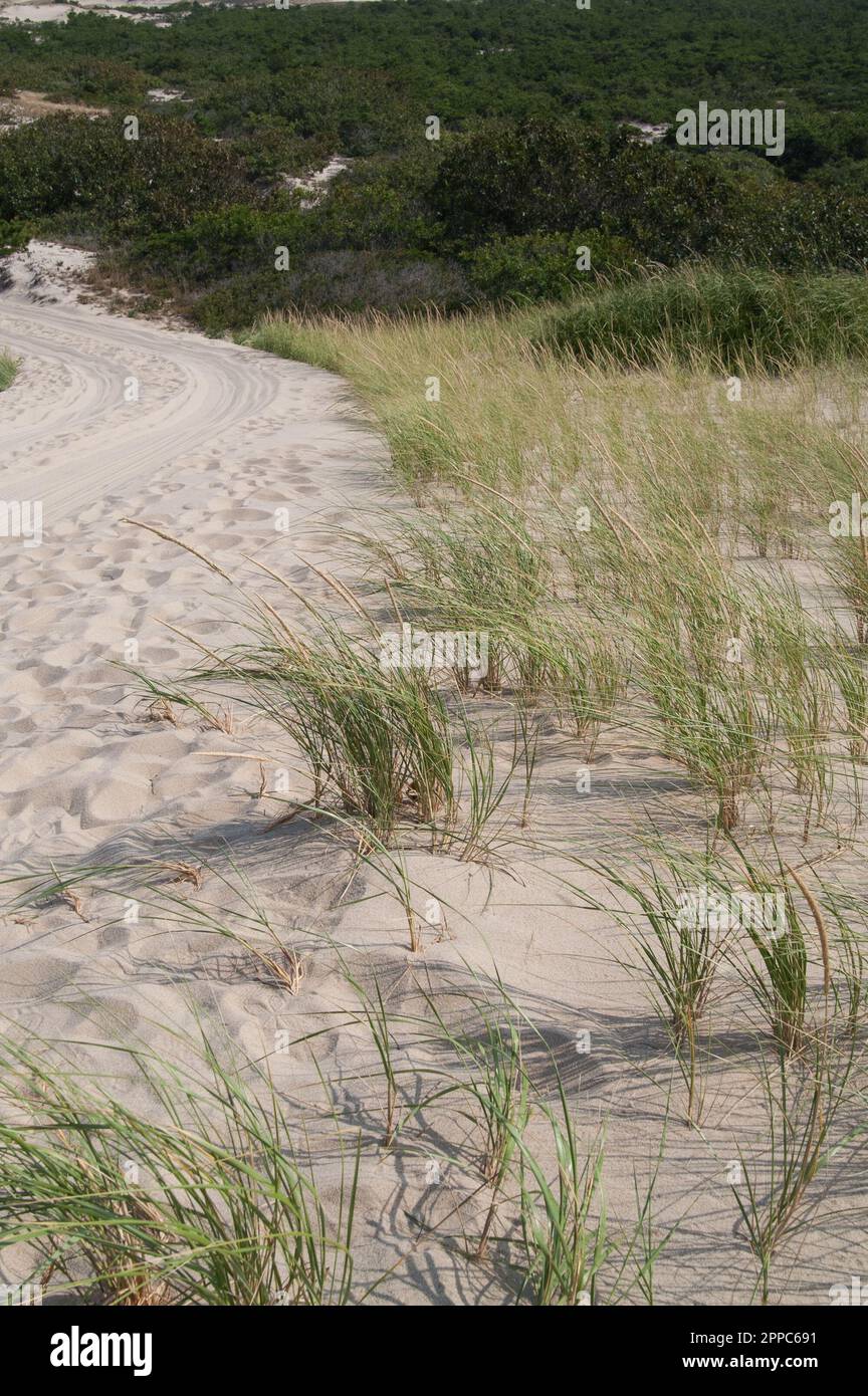 Erosion control on beach sand dunes Stock Photo Alamy