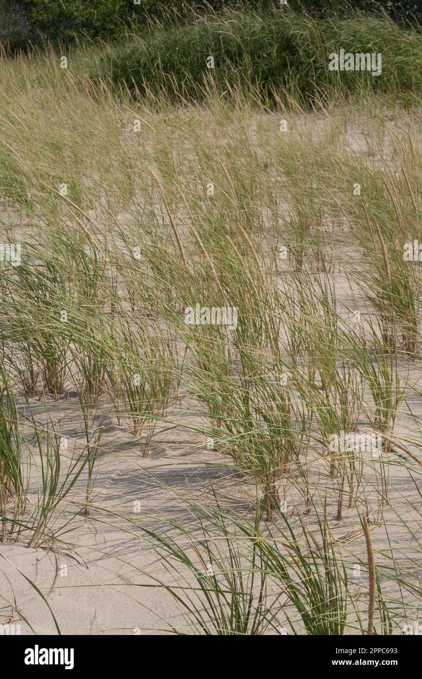 Erosion control on beach sand dunes Stock Photo Alamy