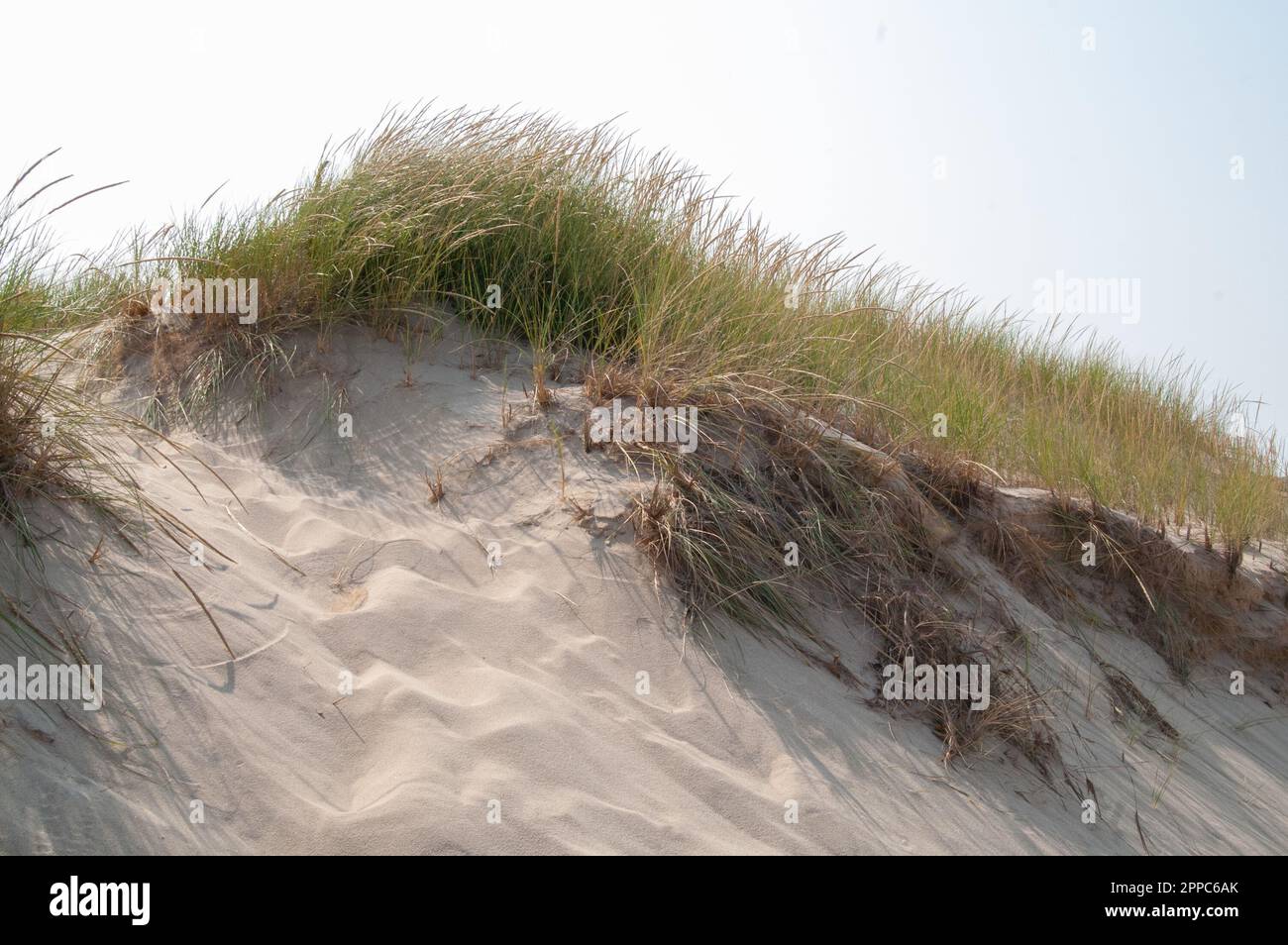 Erosion control on beach sand dunes Stock Photo Alamy