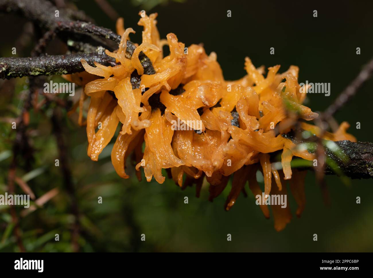 Close-up of a bright red Hawthorn grating (Gymnosporangium clavariiforme) with its runners clearly visible. The fungus grows on the dry branch of a tr Stock Photo