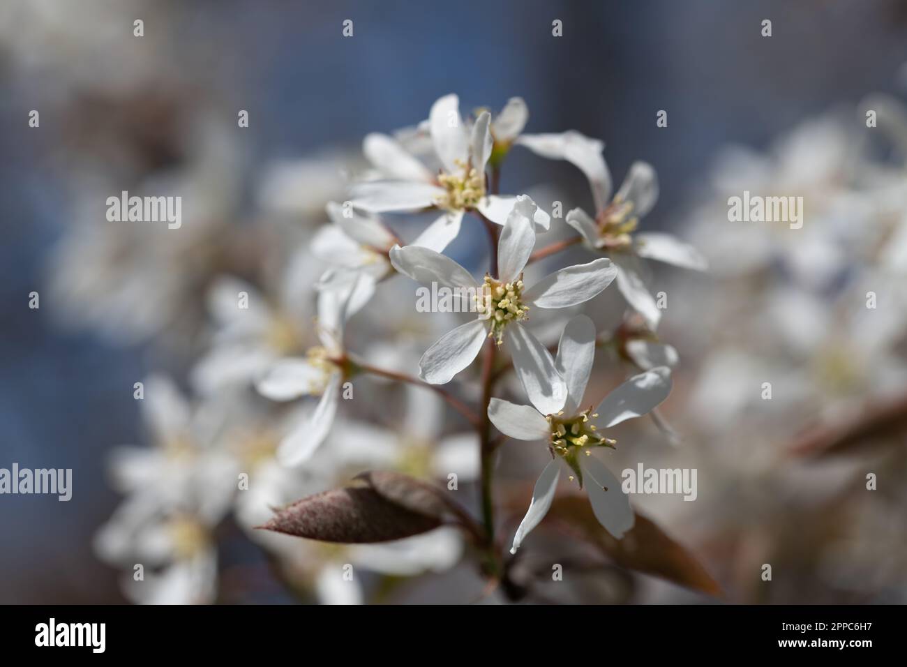 Close up of the delicate white flowers of the Rock Pear (Amelanchier lamarckii) growing against a blue sky in Spring. The young leaves are slightly re Stock Photo