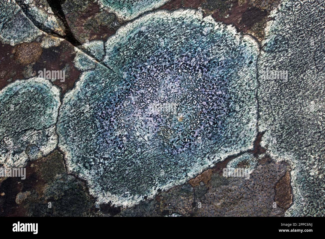 Buellia aethalea is a crustose lichen found on acidic rock. The pictures here are on slate. It has a global distribution. Stock Photo