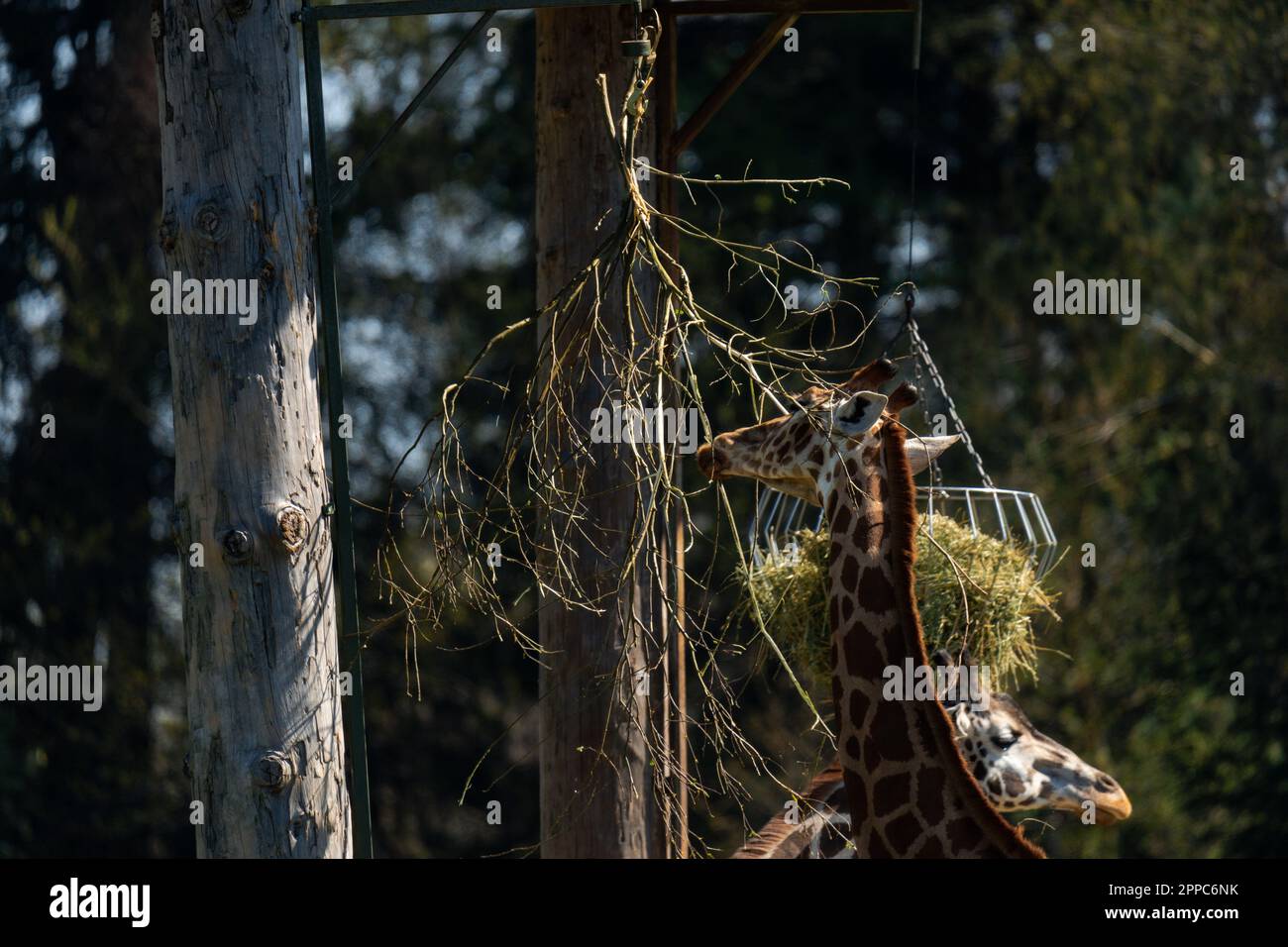 Giraffe eating leaves hi-res stock photography and images - Alamy