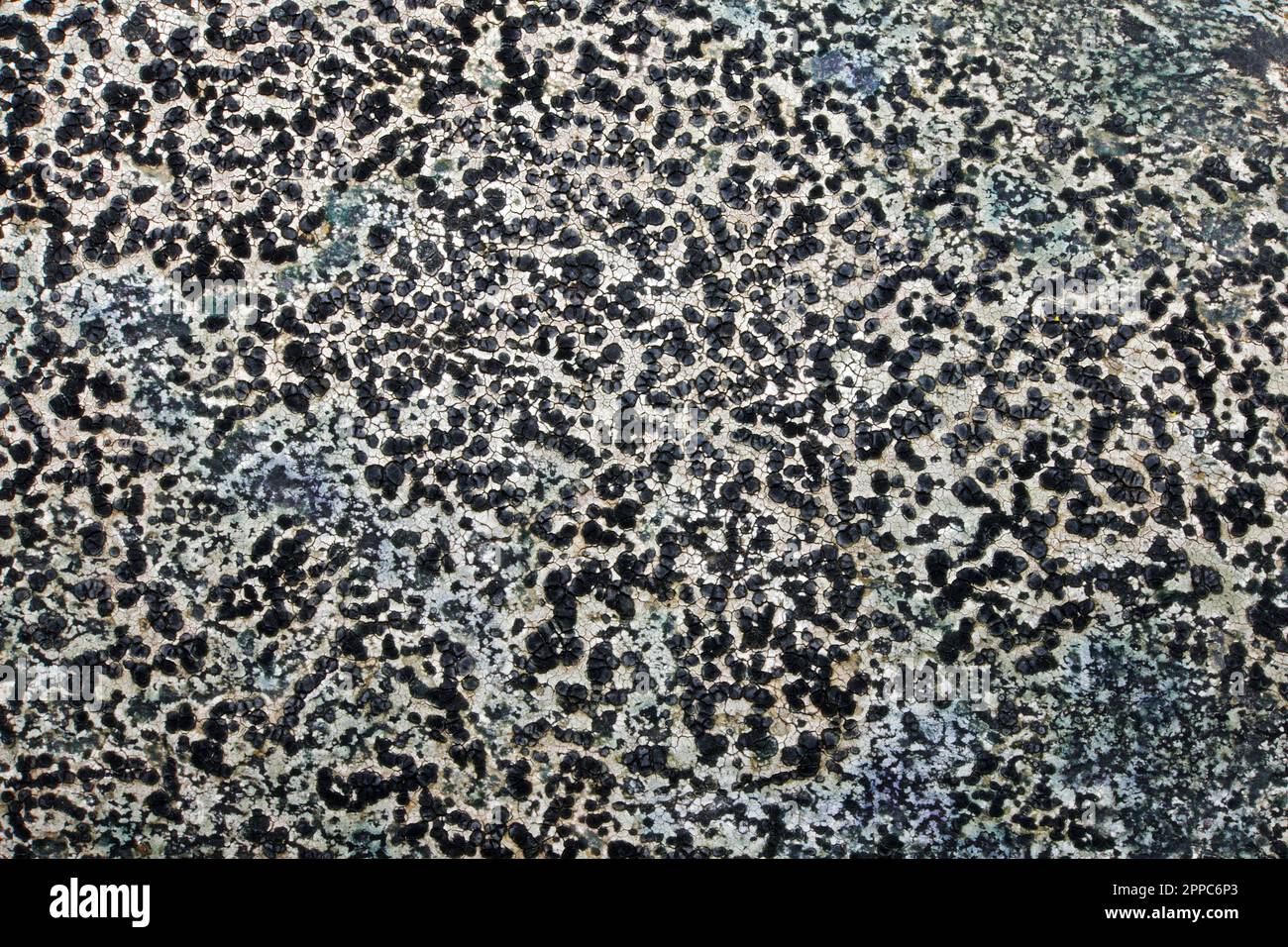 Buellia aethalea is a crustose lichen found on acidic rock. The pictures here are on slate. It has a global distribution. Stock Photo