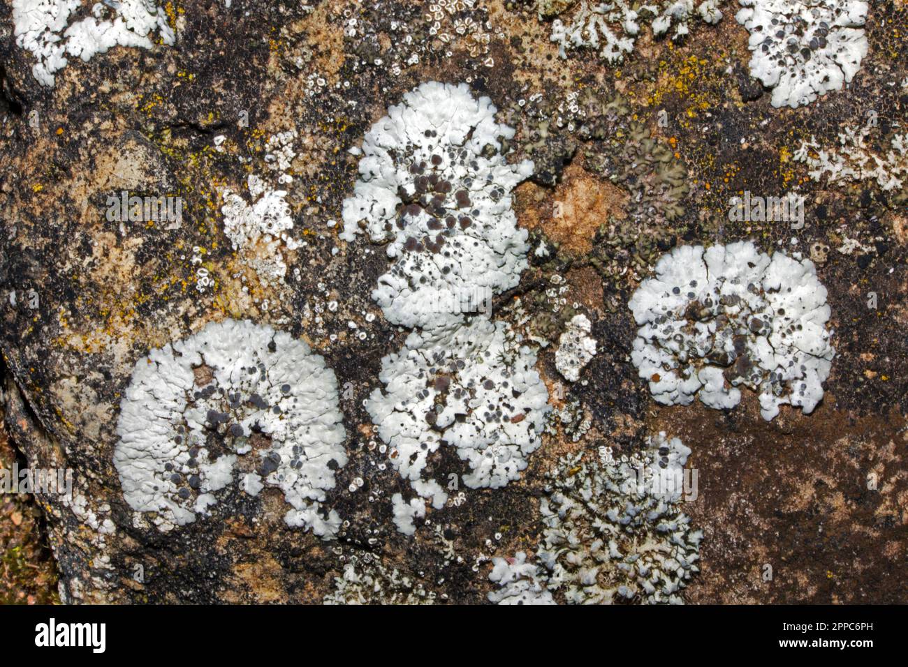 Solenopsora candicans is a rosette-forming lichen found on hard calcareous rocks. It has been found in Europe, Asia and North America. Stock Photo