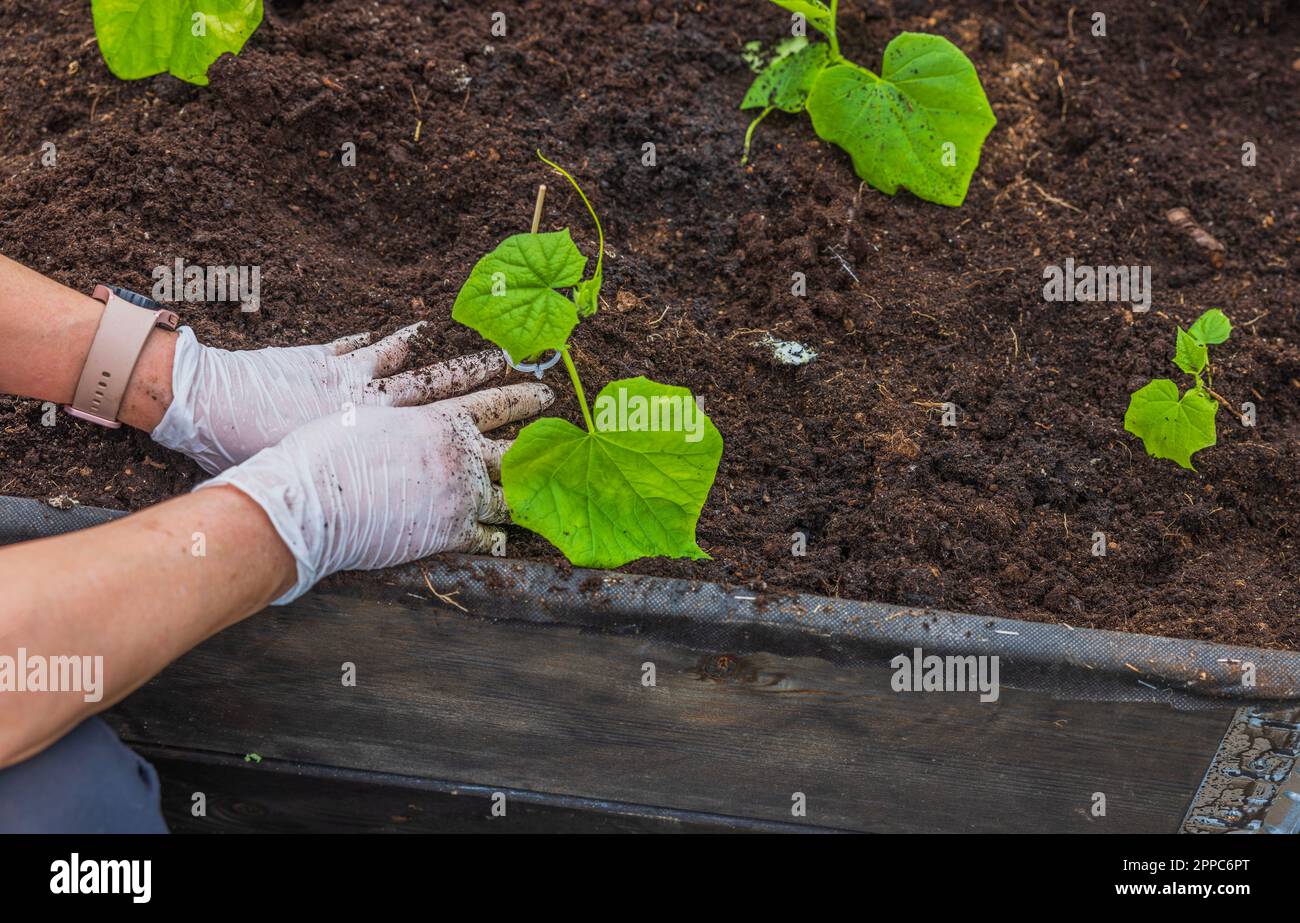 Close up view of female hands planting cucumbers seedlings in garden ...