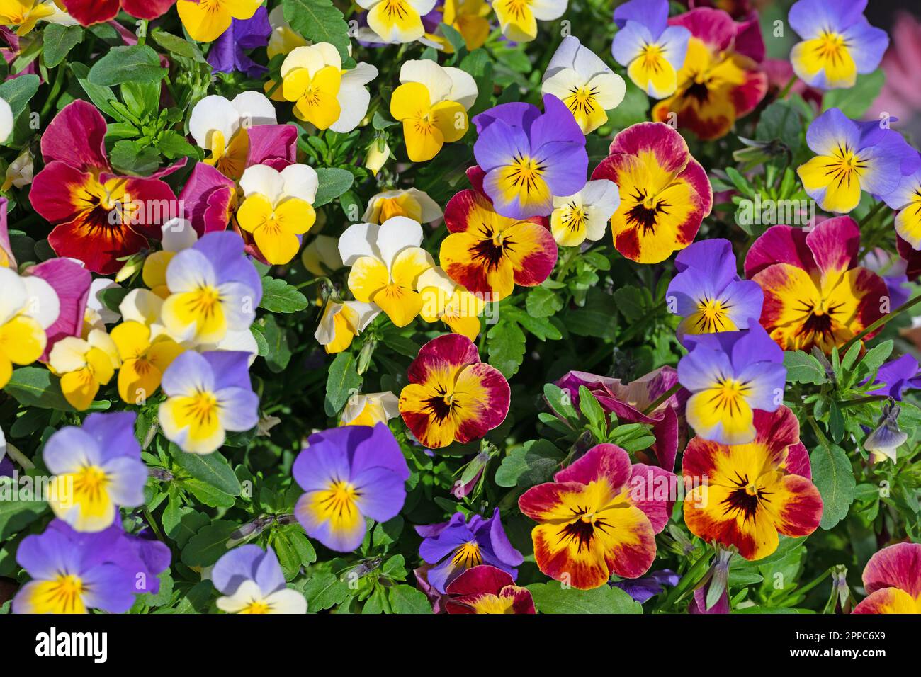 Flowering horn violets, viola cornuta, in spring Stock Photo