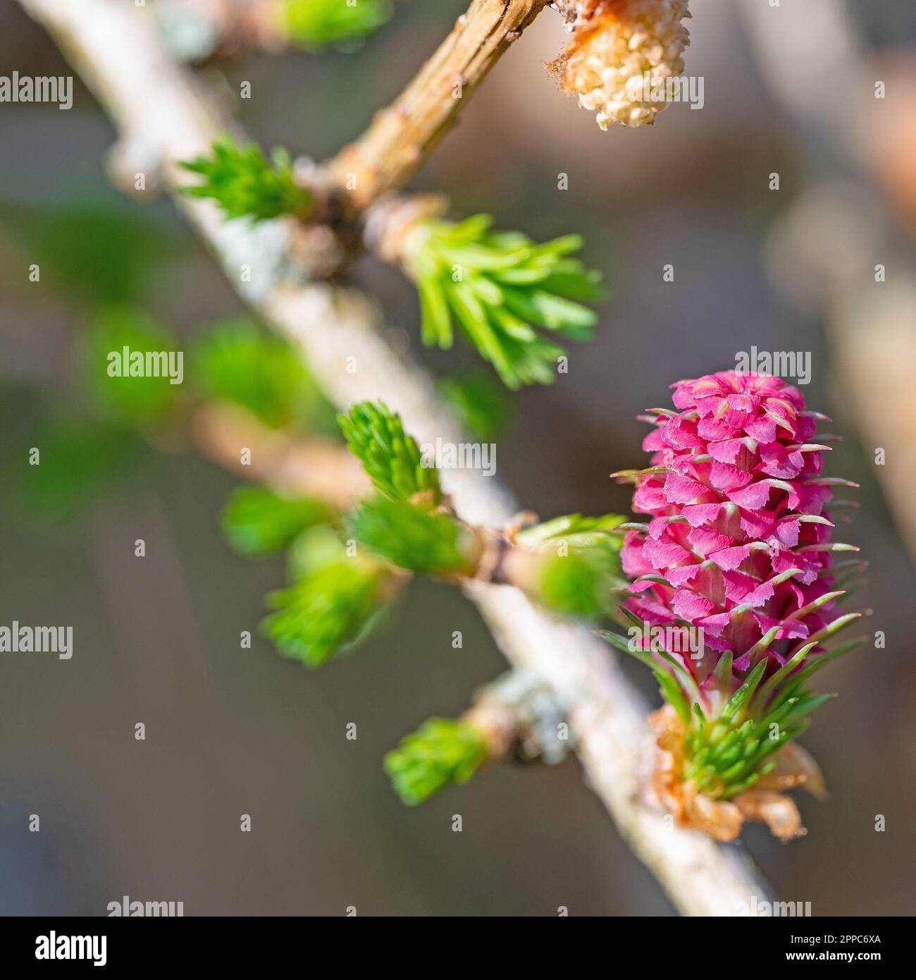 Female larch blossom in a closeup Stock Photo