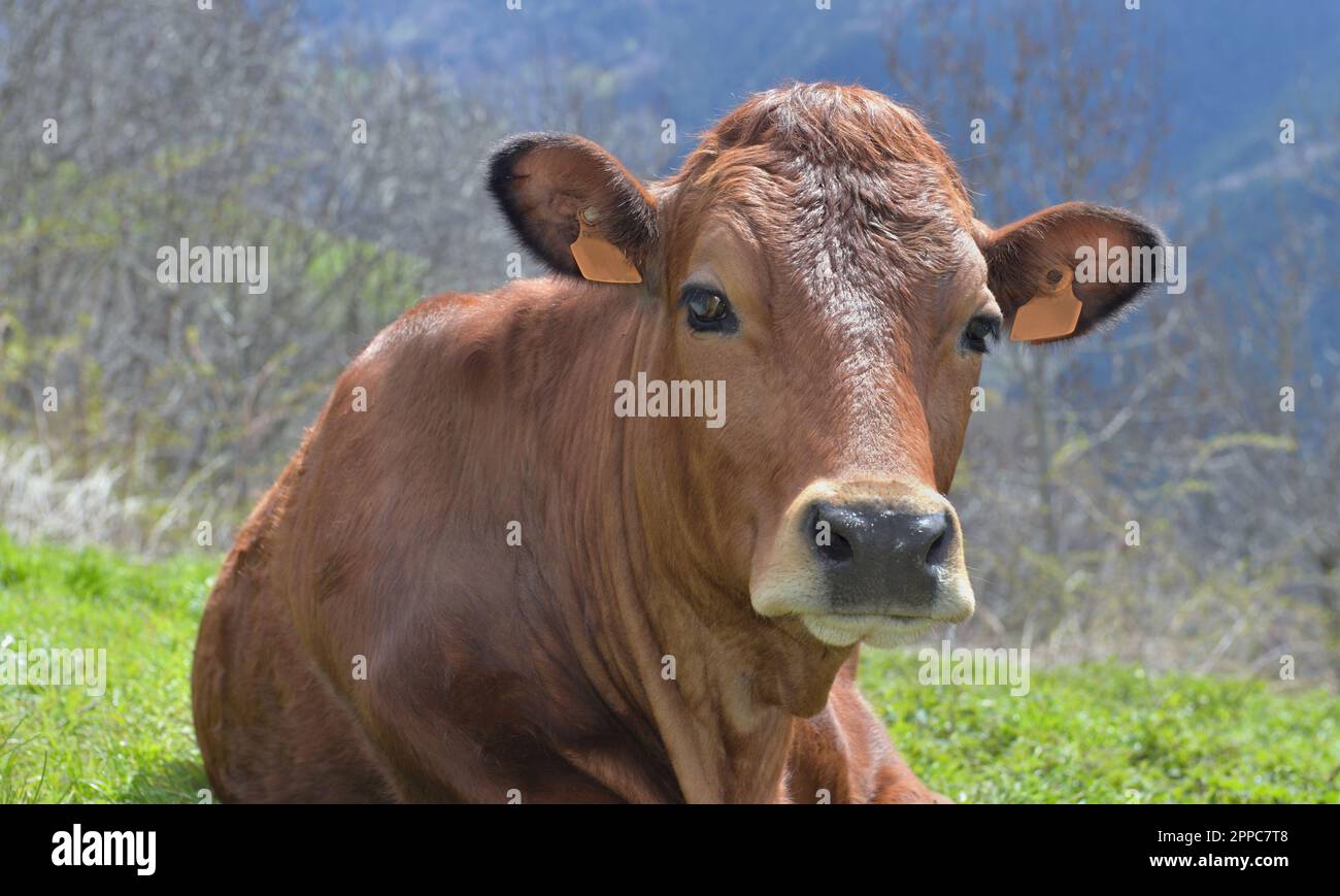 portrait of a pretty young brown cow lying in alpine pasture looking ...