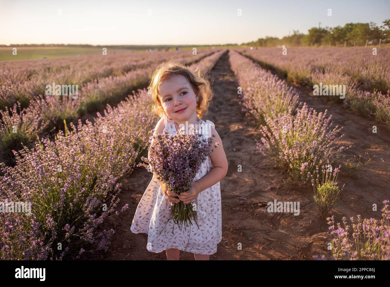 Close-up portrait of little girl in flower dress holding bouquet with purple lavender at sunset. Child stands among the rows in field. Walk in country Stock Photo