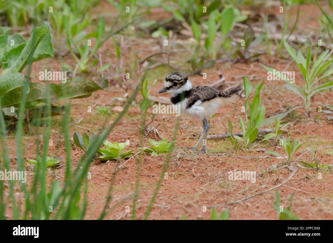 Killdeer, Charadrius vociferus, chick foraging Stock Photo