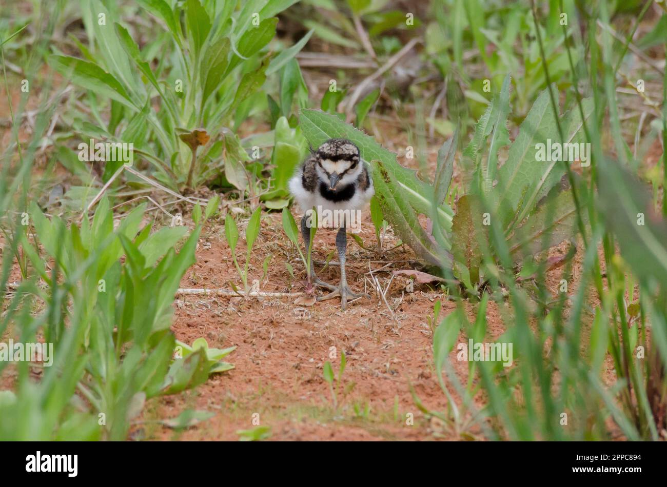 Killdeer, Charadrius vociferus, chick foraging Stock Photo