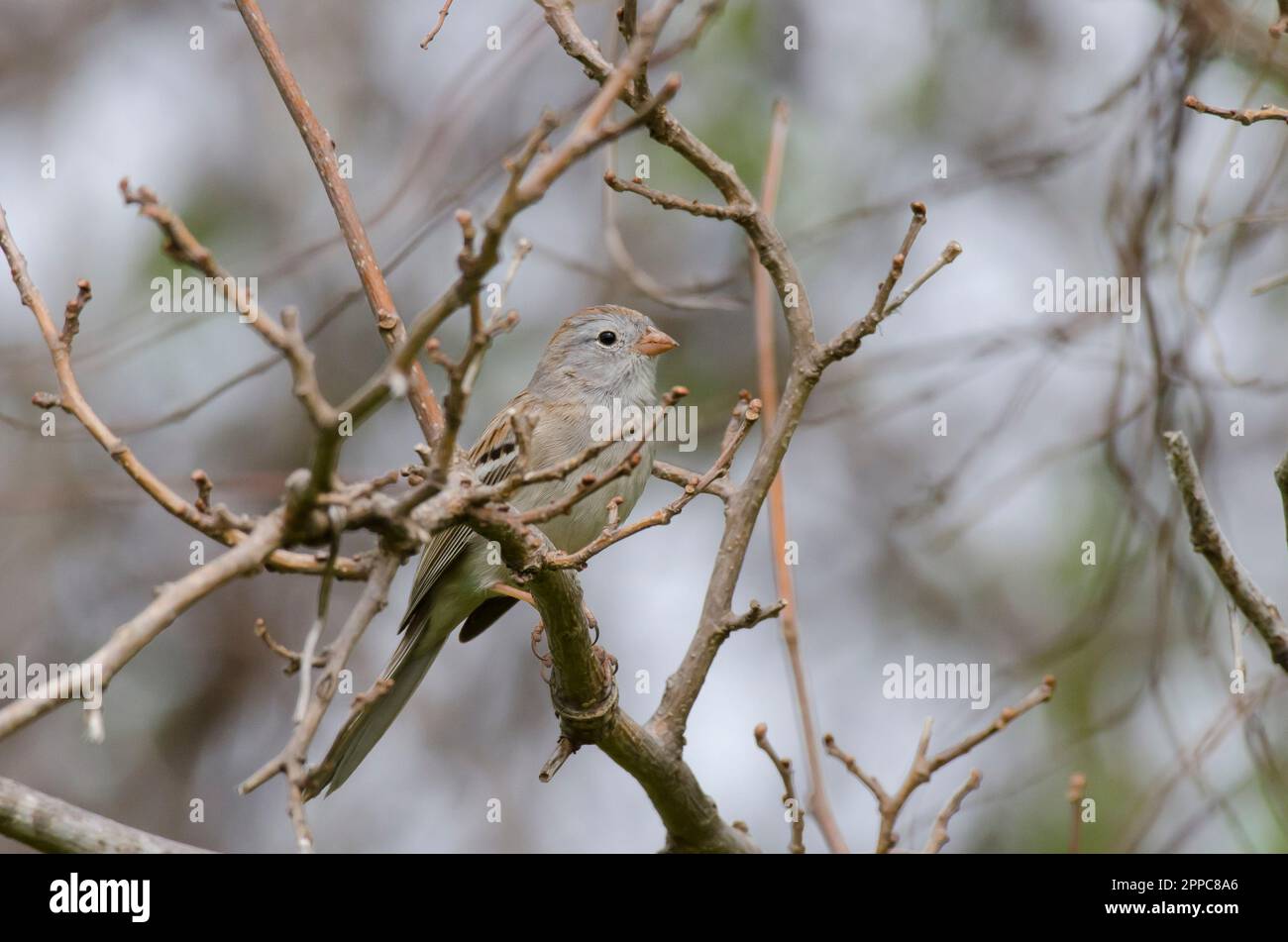 Field Sparrow, Spizella pusilla Stock Photo Alamy