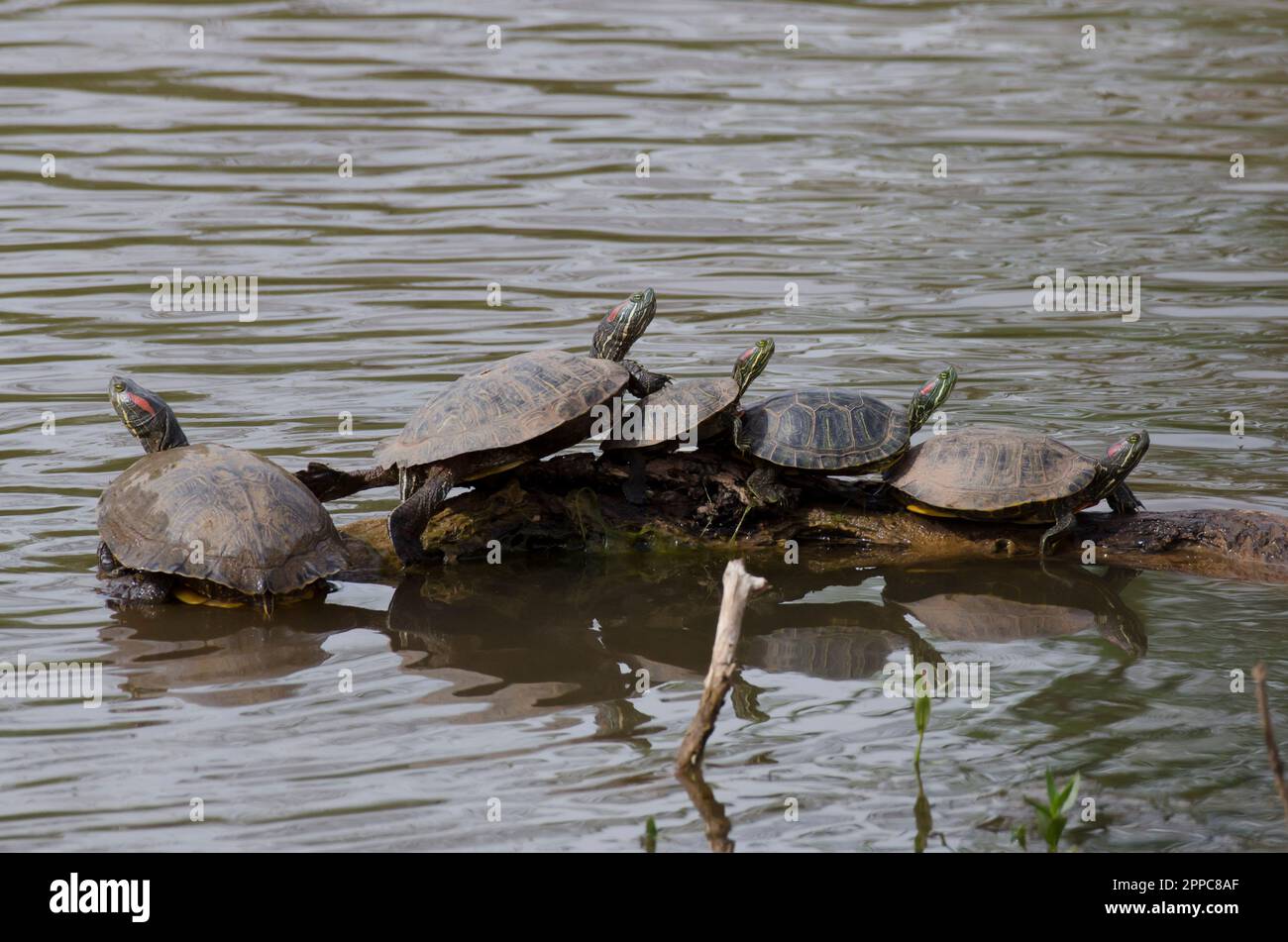 Redeared sliders, Trachemys scripta elegans, basking Stock Photo Alamy
