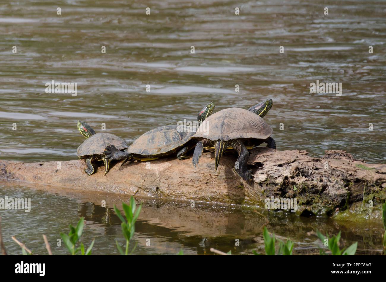 Redeared sliders, Trachemys scripta elegans, basking Stock Photo Alamy