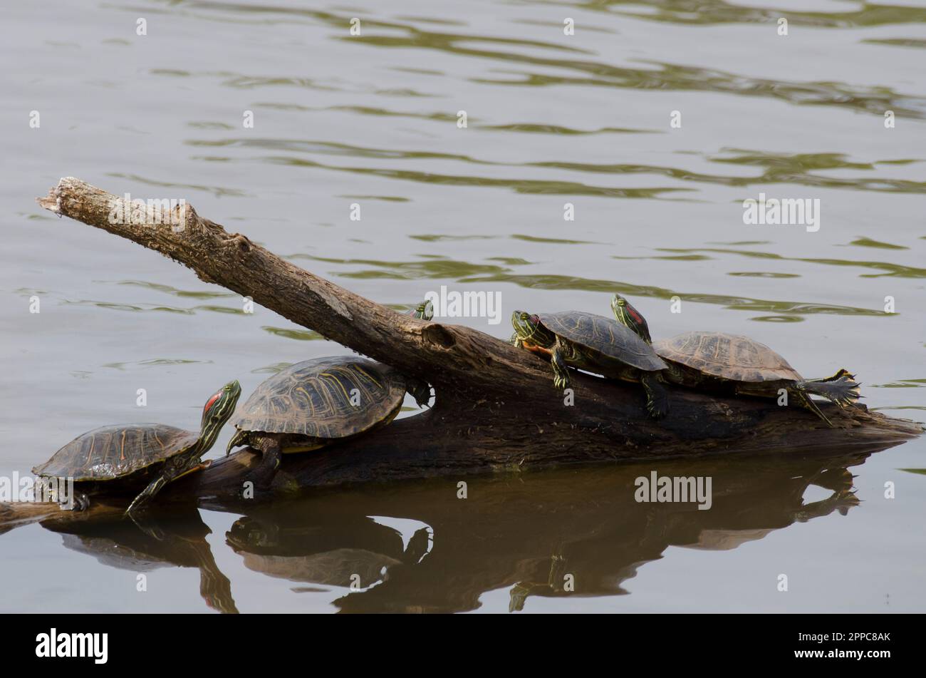 Redeared sliders, Trachemys scripta elegans, basking Stock Photo Alamy