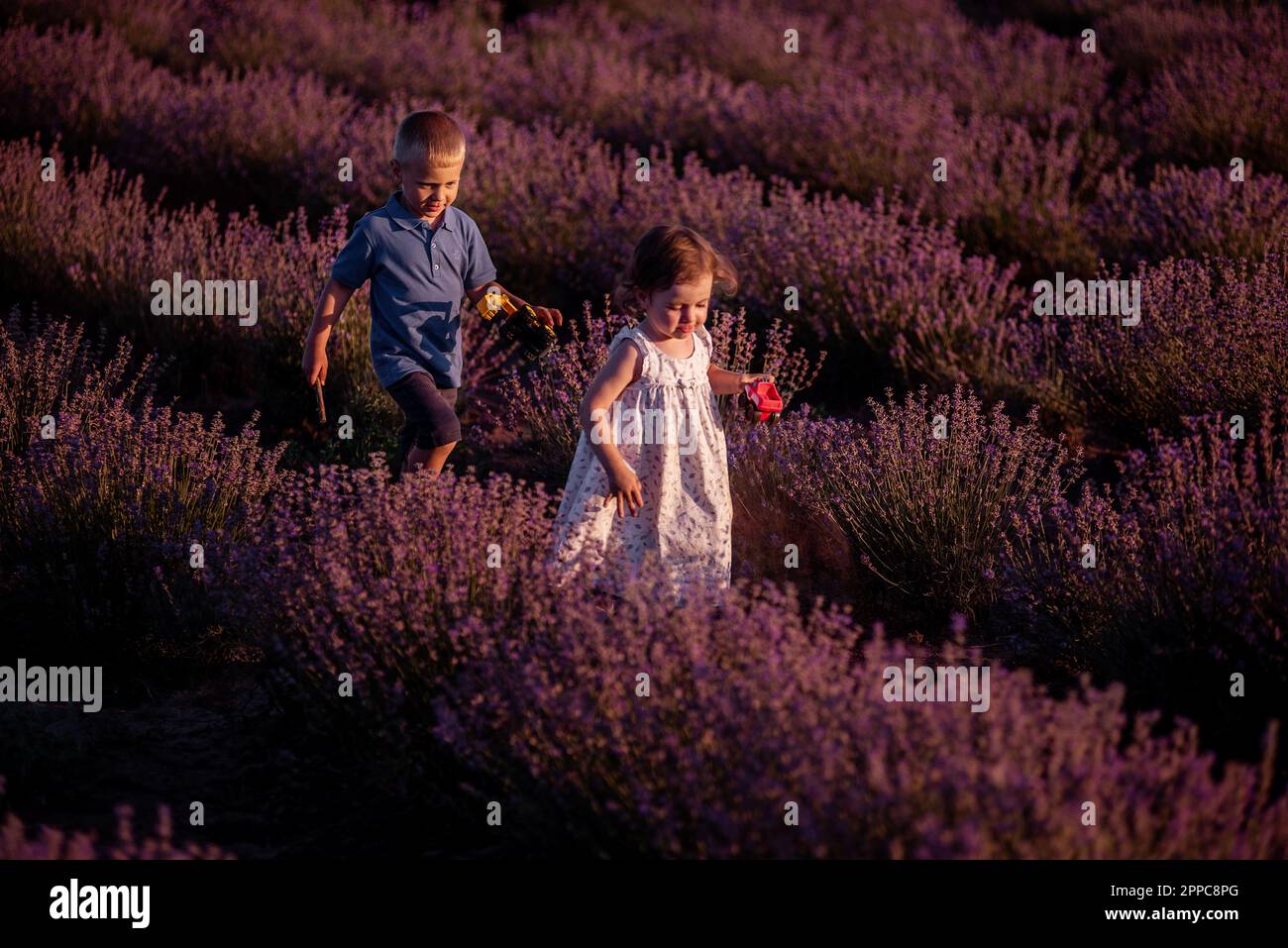 Playful little cute couple boy girl walk on purple lavender flower meadow field background, have fun, enjoy good sunny day. Excited small kids. Family Stock Photo