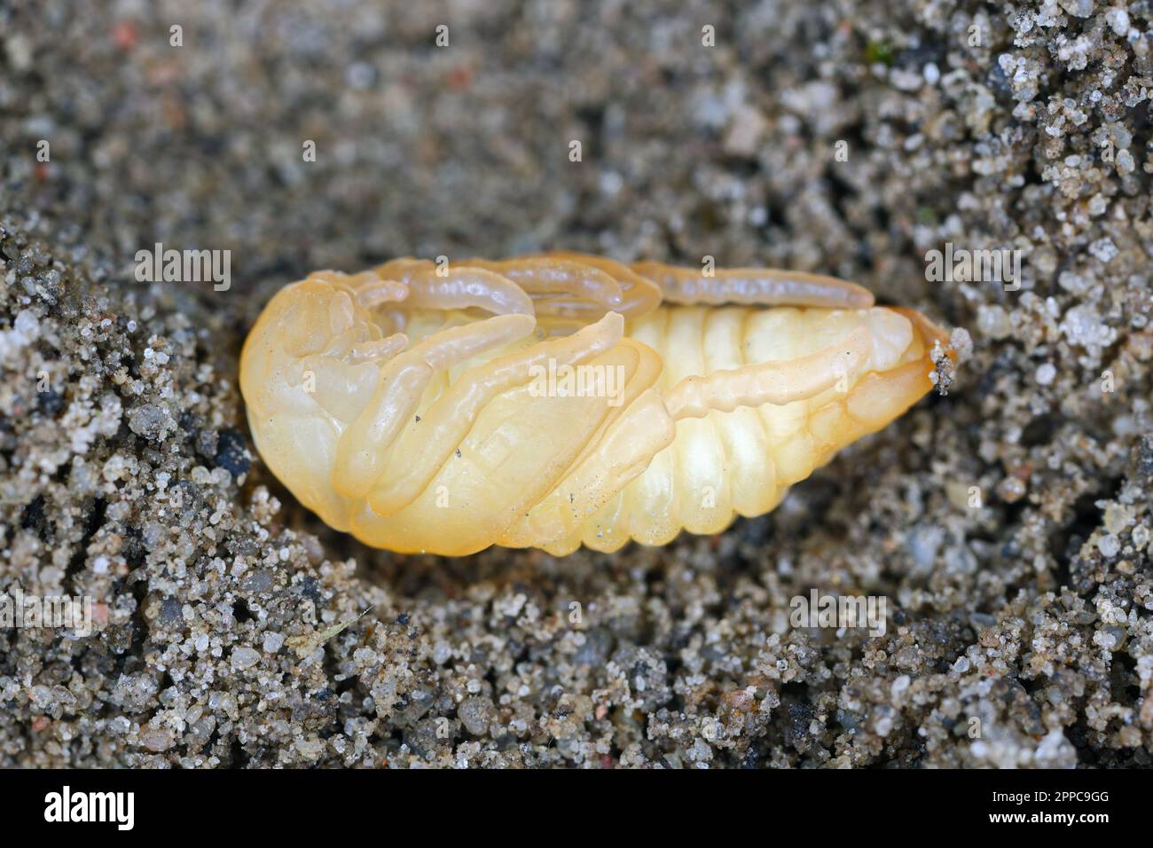 Garden Chafer Phyllopertha horticola. Developmental stage pupa, pupae