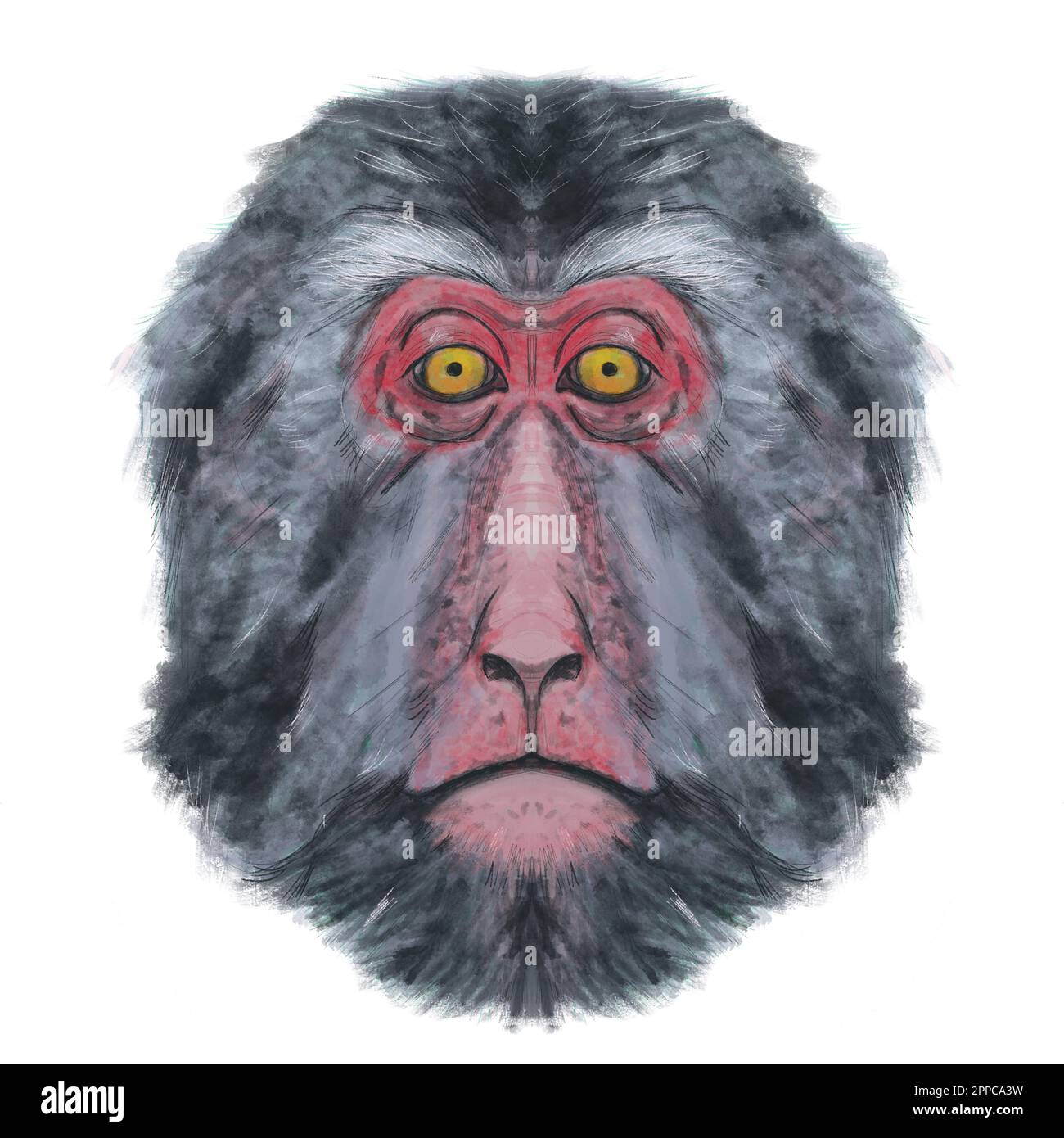 Digital illustration of monkey head (macaque) on white background. Watercolor strokes. Chinese Horoscope Animals Stock Photo