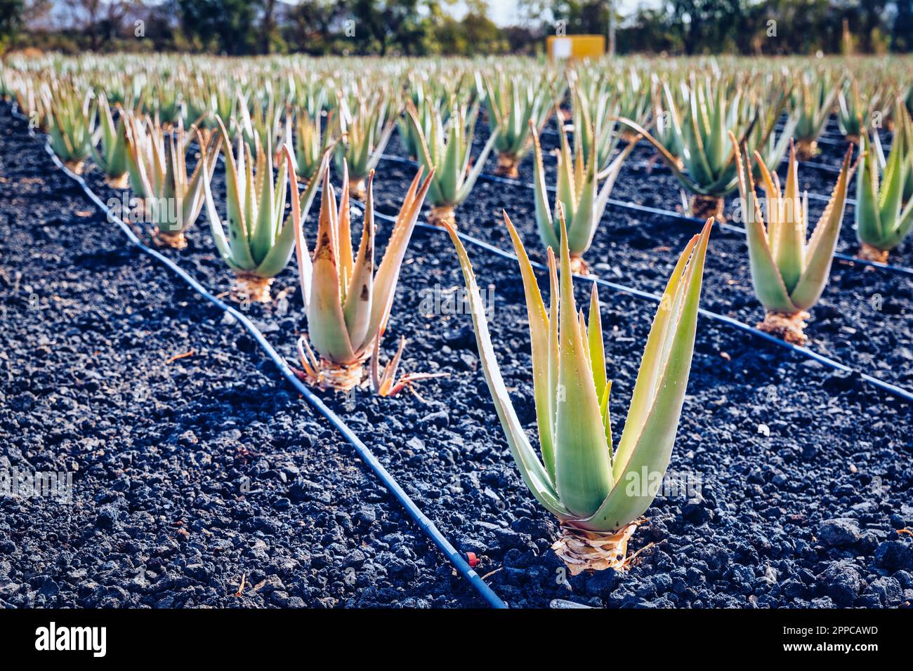 Plantation of medicinal aloe vera plant in the Canary Islands. Aloe Vera in farm garden in desert Furteventura. Growing Aloe vera in fertile volcanic Stock Photo