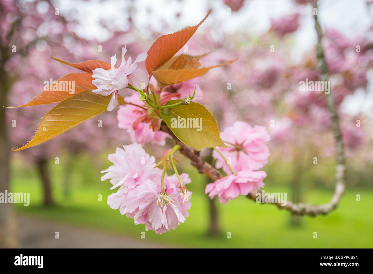 Close up of pink cherry blossom on an avenue of trees in a public park