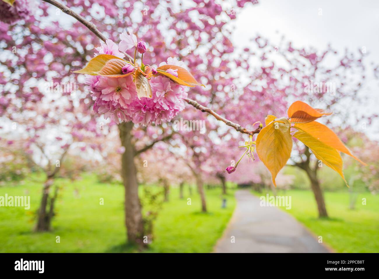 Close up of pink cherry blossom on an avenue of trees in a public park