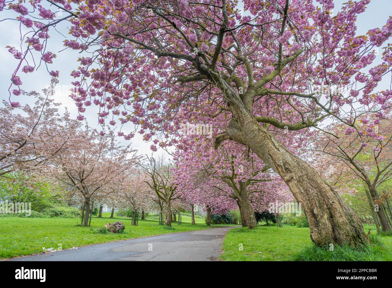 Cherry blossom on an avenue of trees in a public park in Liverpool seen