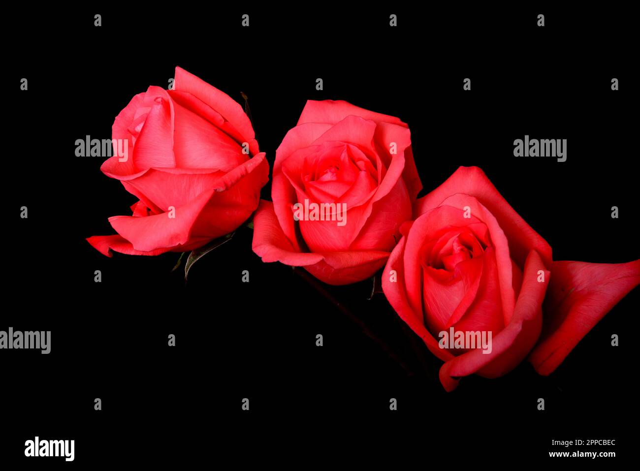 Pink roses Floral arrangement isolated over a black background Stock ...