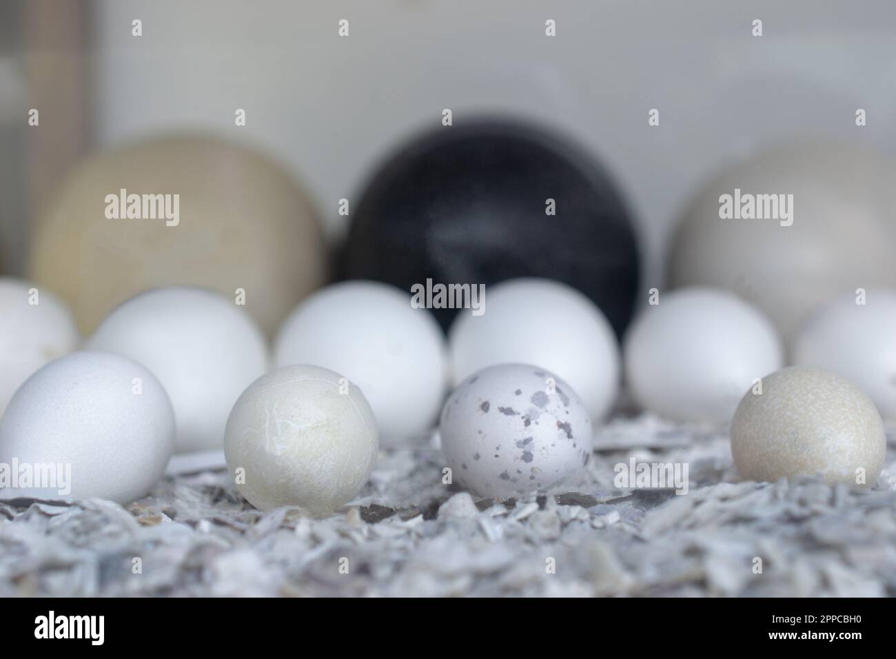 Mix of eggs in a row arranged by size. High quality photo Stock Photo