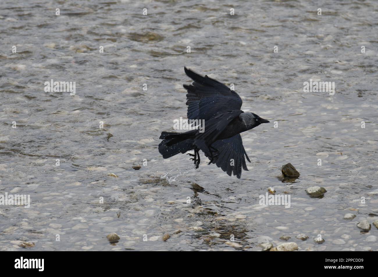 A crow flies over the waters of the river Stock Photo