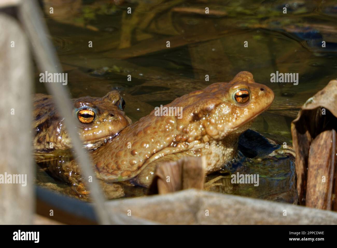 The common toad is a frog found throughout most of Europe,  in the western part of North Asia, and in a small portion of Northwest Africa. Stock Photo