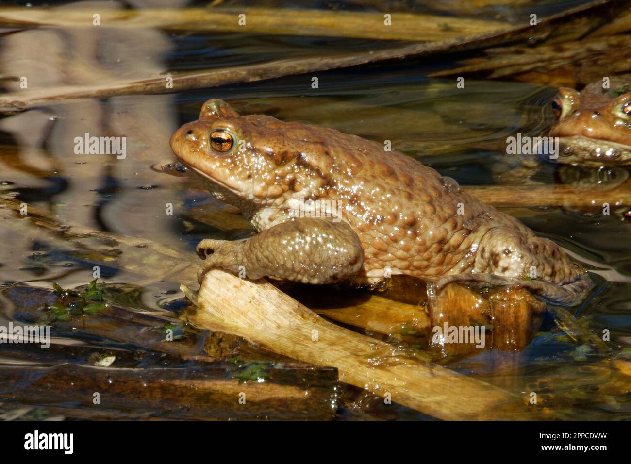 The common toad is a frog found throughout most of Europe,  in the western part of North Asia, and in a small portion of Northwest Africa. Stock Photo