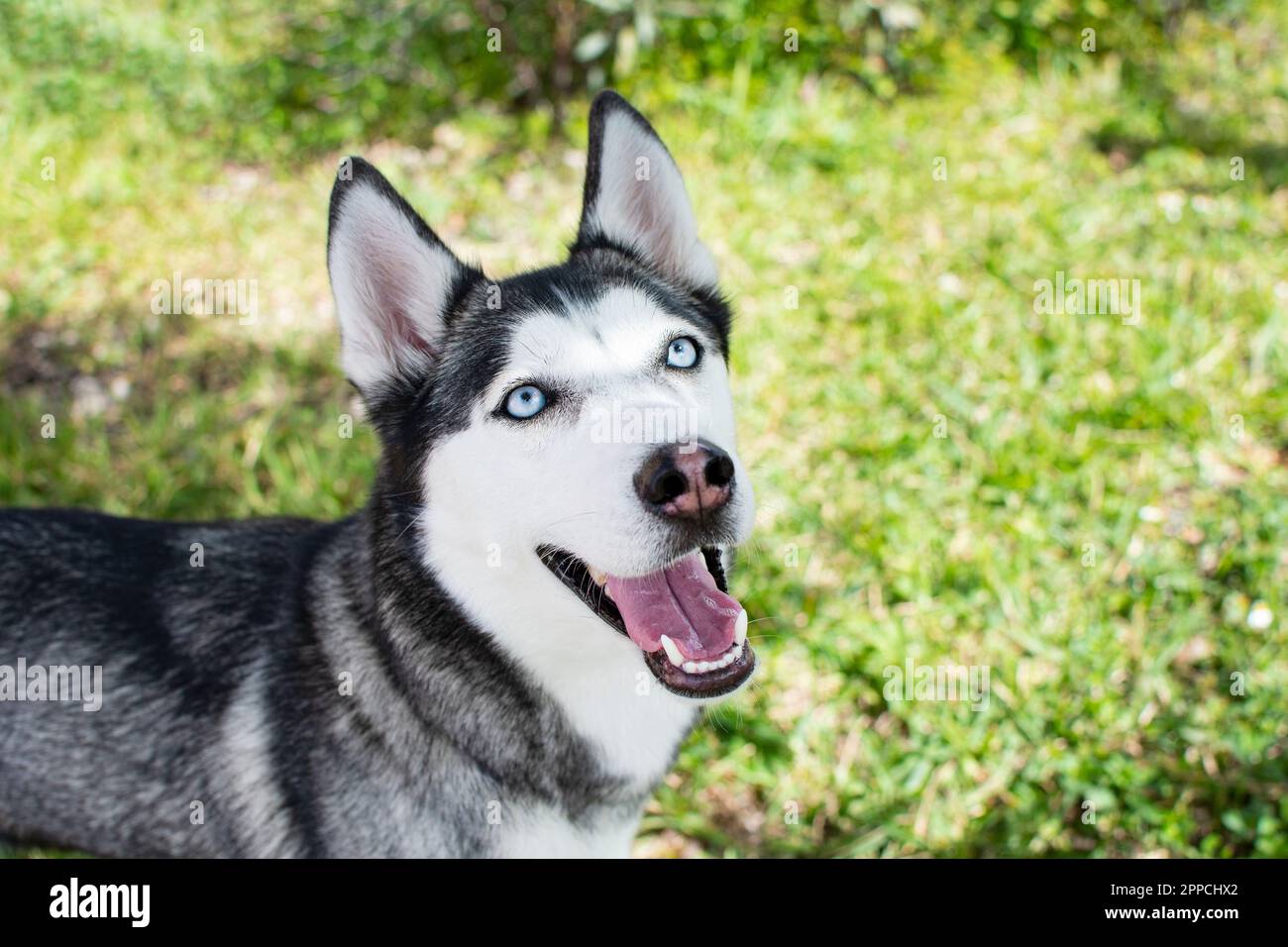 Siberian Husky portrait with open mouth on a summer day. Dog portrait. Husky breed. Blue-eyed dog. Beautiful Siberian husky black and white color with Stock Photo