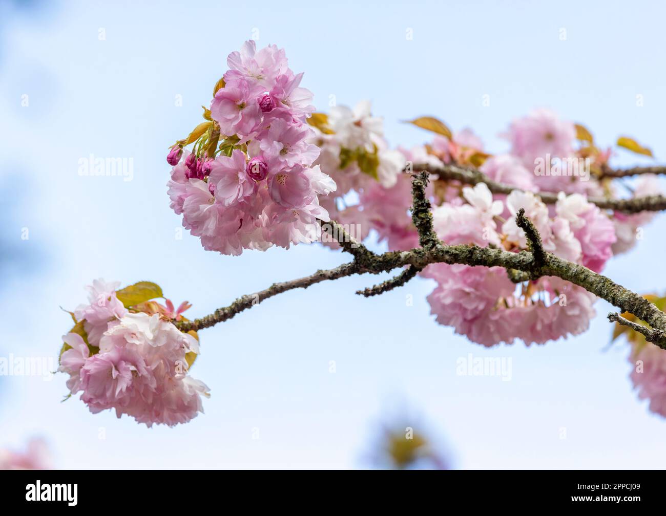 Pink cherry blossoms on Spring branch. Selective focus on flowers. Prunus serrulata 'Flore Pleno'of family 'Rosaceae'. Dublin, Ireland Stock Photo