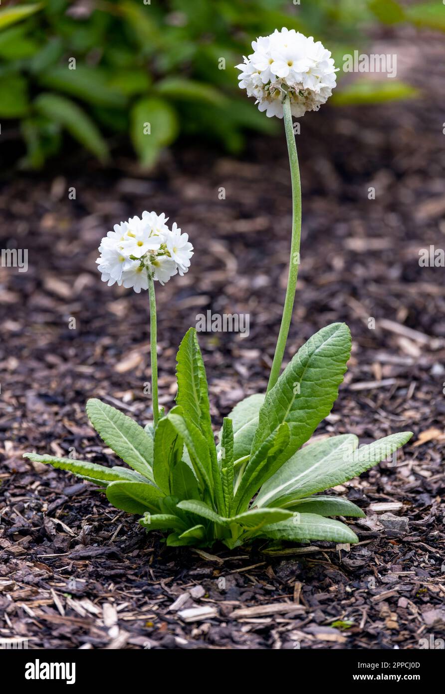 Primula denticulata