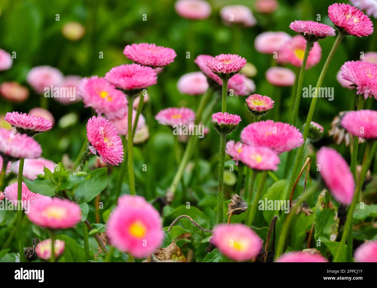 Bellis perennis 'Pomponette' mix. Pretty pink flowers, vibrant against dark green leaves. Dublin, Ireland Stock Photo