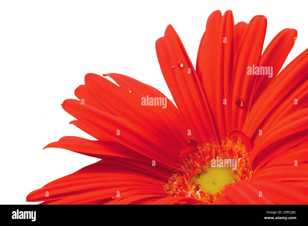 Red gerbera daisy flower in full bloom, blooming head petals perspective view, large detailed isolated horizontal macro closeup, dew drops detail Stock Photo