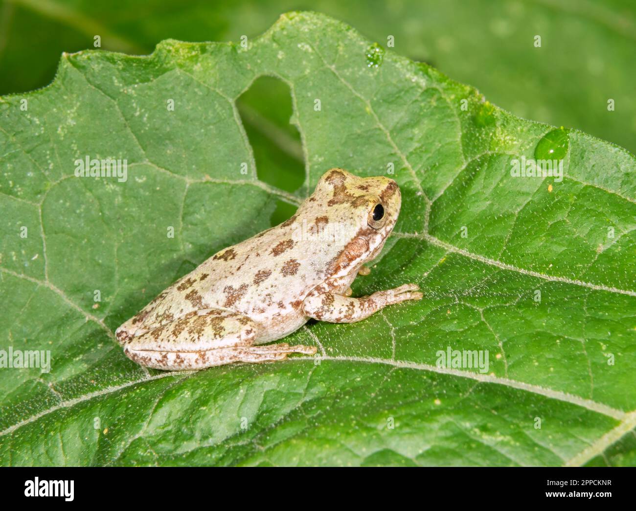 Spotted chorus frog (Pseudacris clarkii) hiding on a leaf, Brazos Bend