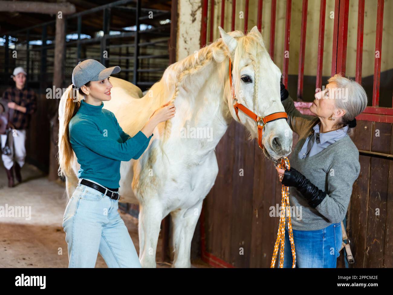 Women weaving braids on the mane of a white horse in stable Stock Photo ...