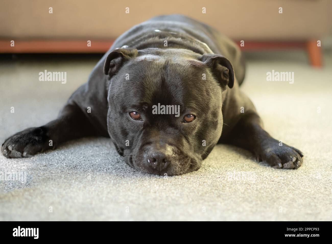 Staffordshire Bull Terrier lying flat on the ground with his front paws spread on each side of his head. He is looking at the camera and looks fed up Stock Photo