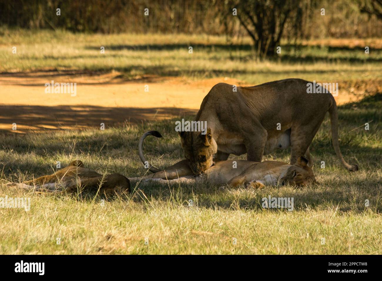 The lion is one of the big cats in the genus Panthera Stock Photo